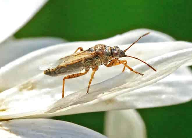 昆虫図鑑・ヒメナガカメムシ